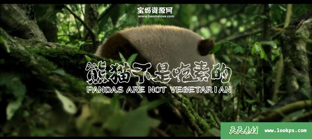 《熊猫不是吃素的》[全14集][国语中字][1080P][MP4]-天天素材网