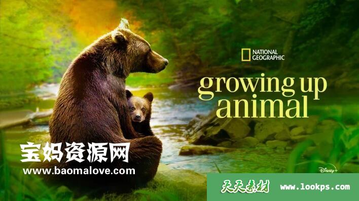 《动物成长GrowingUpAnimal》[全6集][英语][1080P][MKV]-天天素材网