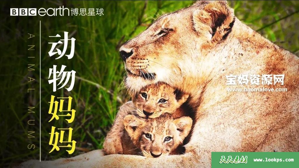 《动物妈妈AnimalMums》[全3集][英语中字][1080P][MP4]-天天素材网