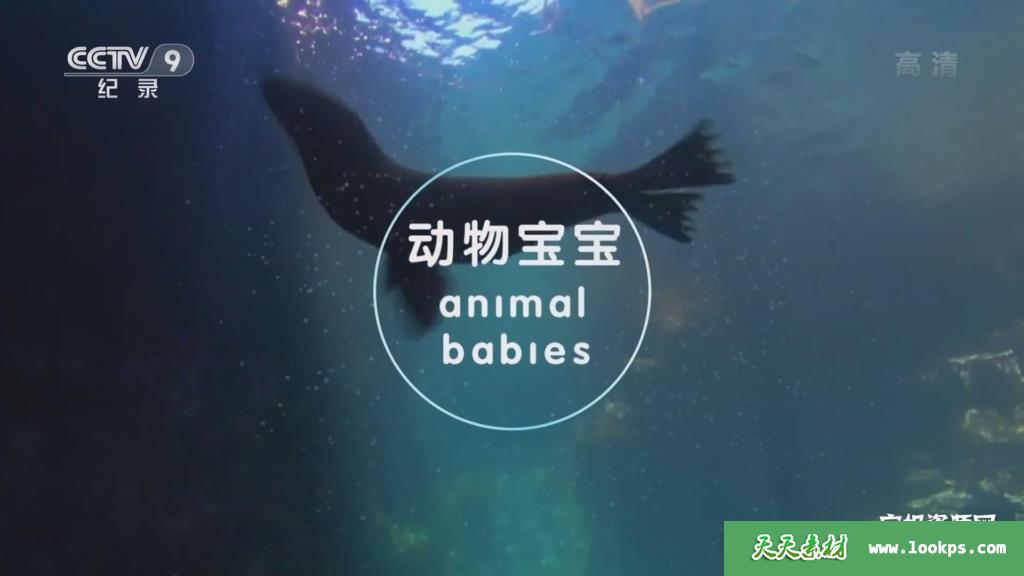 《动物宝宝AnimalBabies》[全3集][国语中字][1080P][MP4]-天天素材网