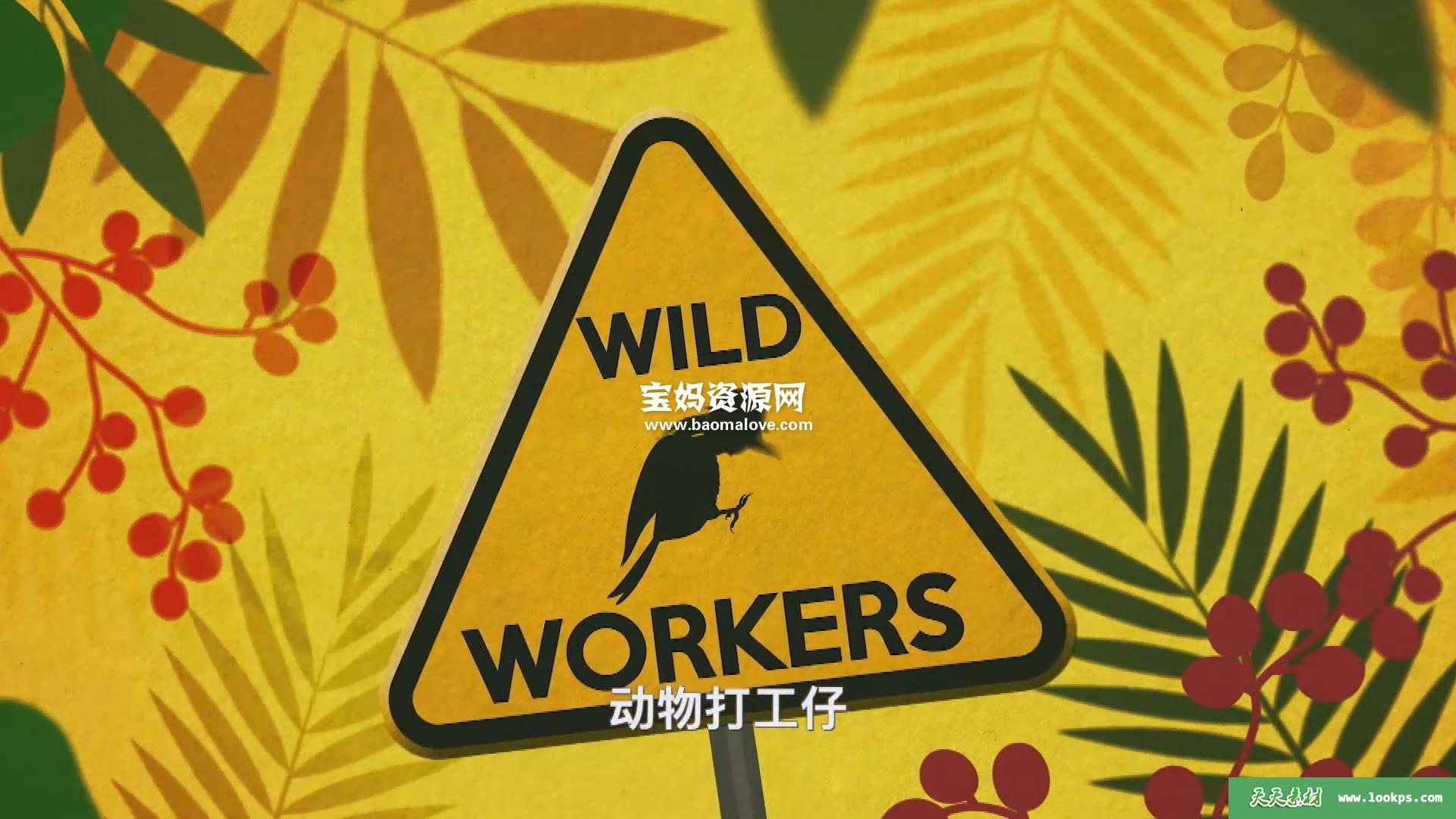 《动物打工仔WildWorkers》[全8集][国语中字][1080P][MP4]-天天素材网