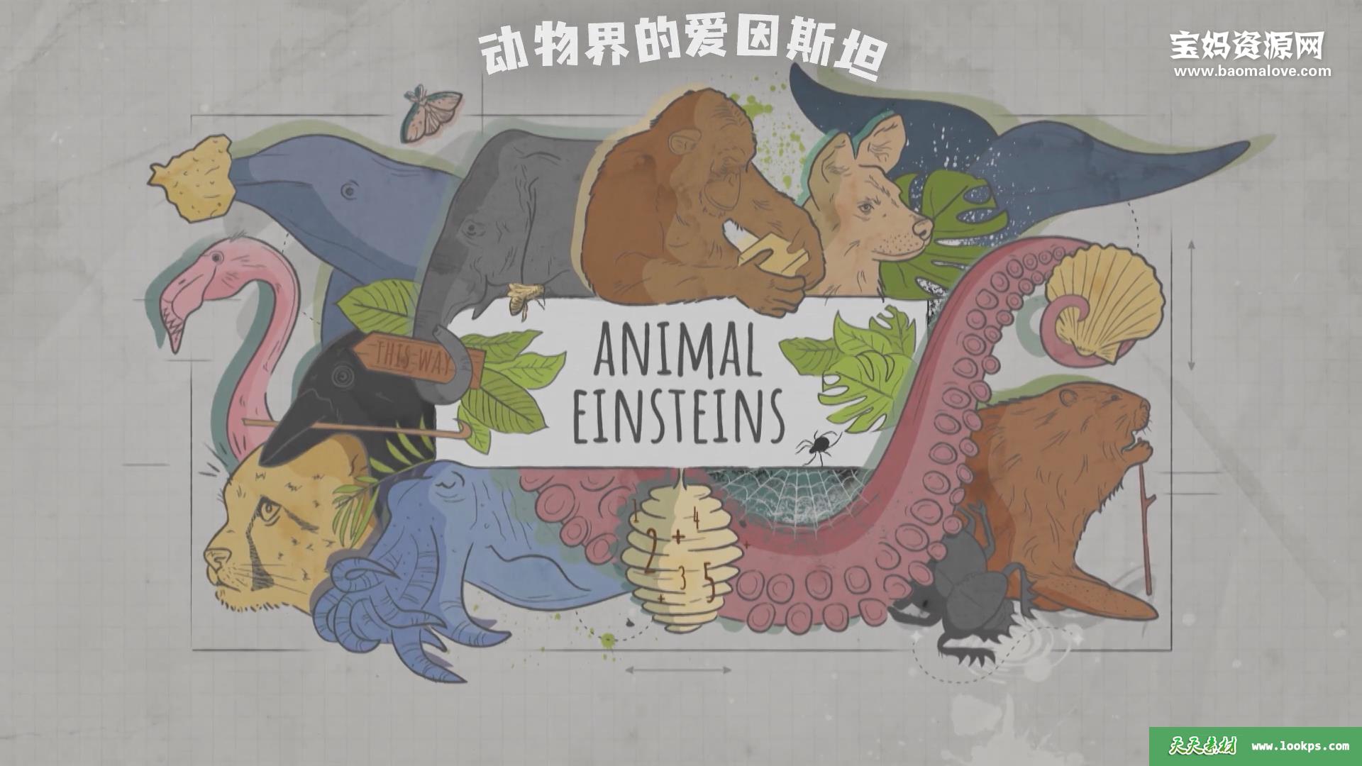 《动物界的爱因斯坦ChrisPackham'sAnimalEinsteins》[全6集][英语中英字][1080P][MP4]-天天素材网