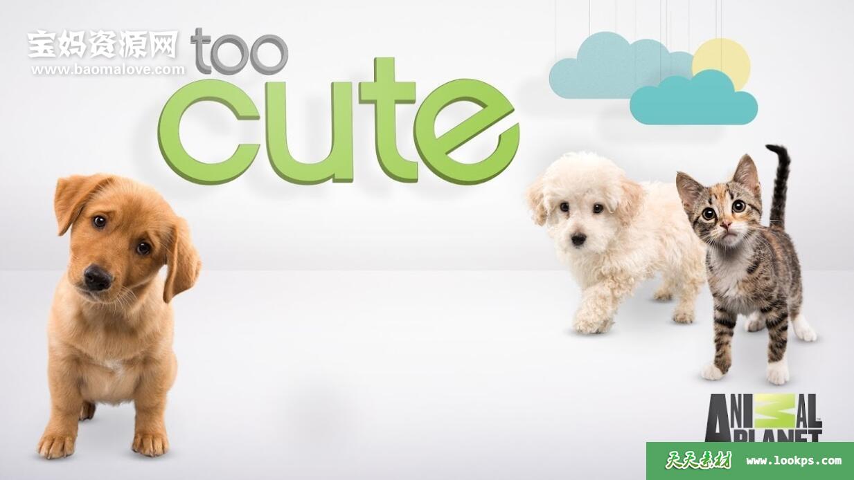 《萌宠成长记TooCute》第一季[全6集][英语中英字][1080P][MP4]-天天素材网