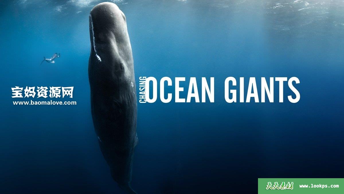 《追踪海洋巨兽ChasingOceanGiants》[全8集][英语中英字][1080P][MP4]-天天素材网