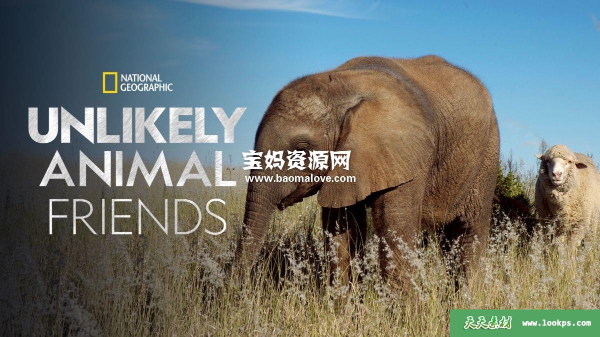 《不可思议的好朋友UnlikelyAnimalFriends》第一季[全5集][英语][1080P][MKV]-天天素材网