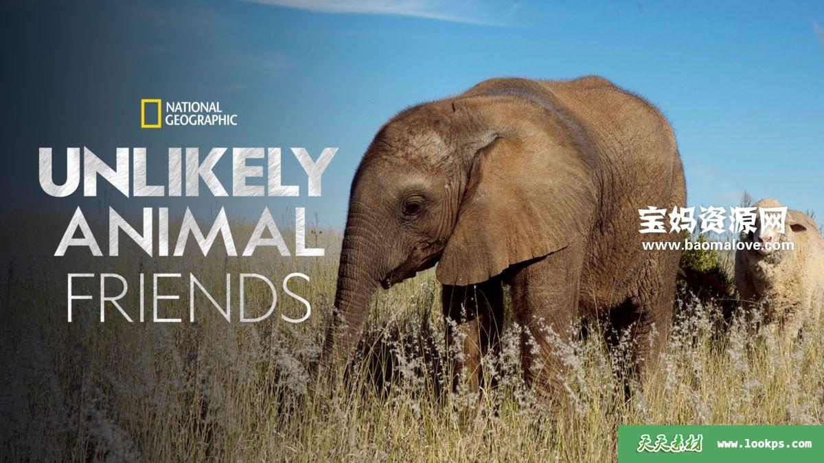 《不可思议的好朋友UnlikelyAnimalFriends》第三季[全6集][英语][1080P][MKV]-天天素材网